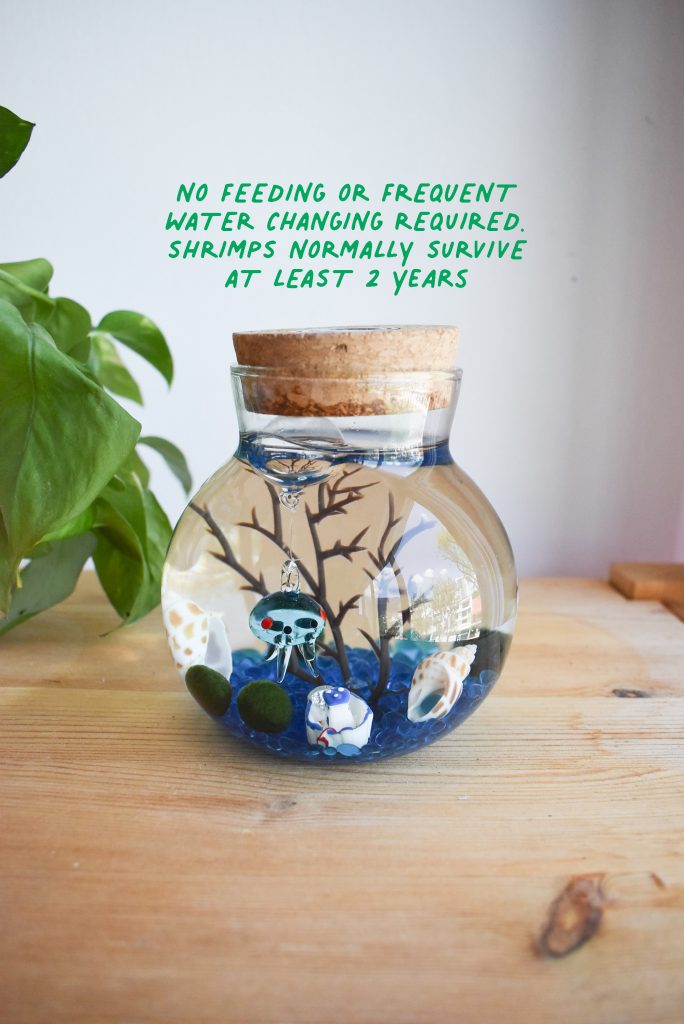 [SMALL] Teambuilding Volcanic Shrimp Marimo moss Aquarium Workshop $40 ...