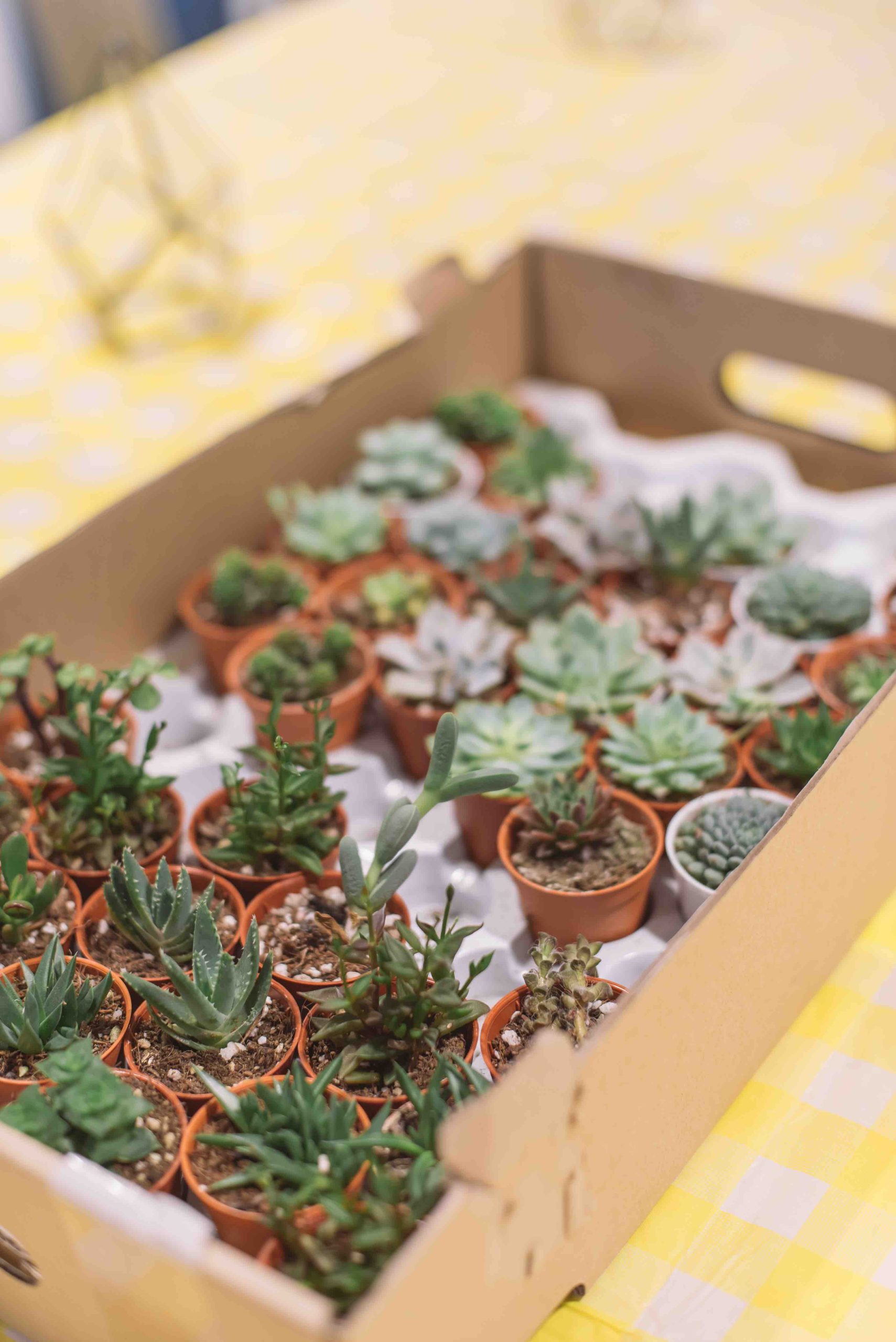 Succulents1