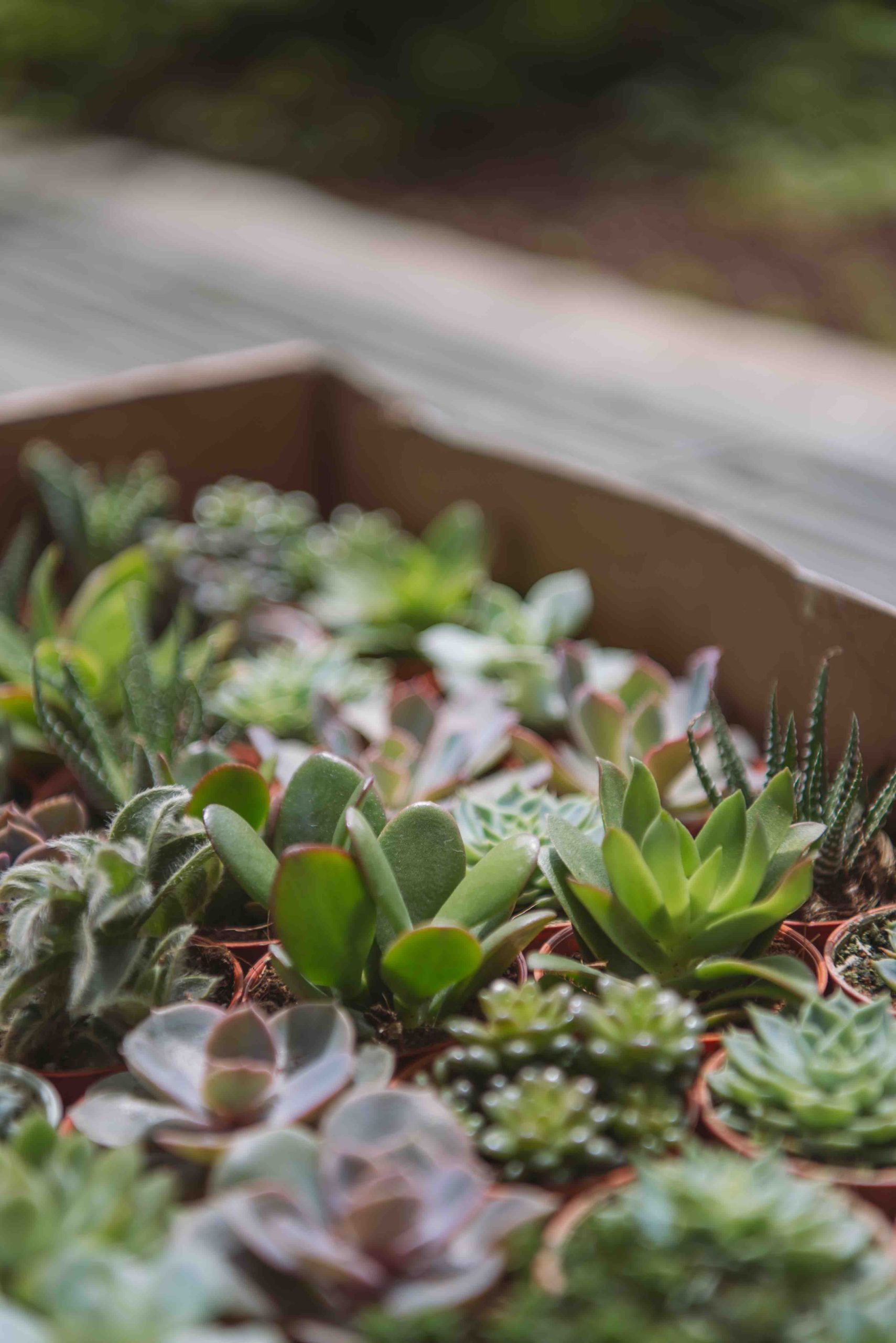 Succulents2
